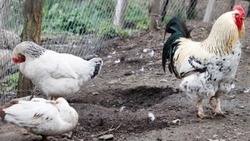 Ставропольский экспорт мяса птицы в Грузию увеличился в пять раз
