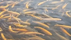 Круглогодичный рыболовный марафон проведут на Ставрополье