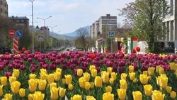 Курортный парк Железноводска встретит весну при помощи 55 тыс. тюльпанов