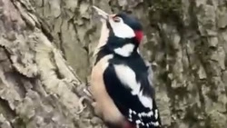 Ласку и пёстрого дятла заметили в курортном парке Железноводска