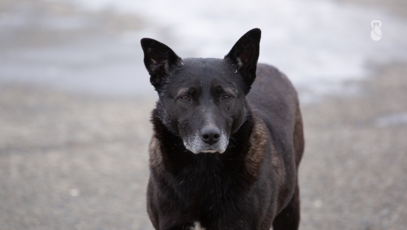 Глава Железноводска призвал горожан не выбрасывать питомцев на улицу