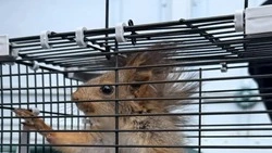 Беременных белок выпустили в леса Железноводска для увеличения популяции