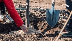 Свыше 350 тыс. человек участвовали в акции «Сохраним природу Ставрополья»