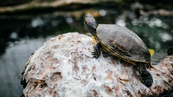 Памятник красноухой черепахе установят на озере 30'Ка в Железноводске 