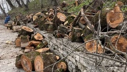 Почти тысяча человек приняли участие в масштабном субботнике в Железноводске 