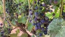 Продукцию виноделов Ставрополья представят на Кавказском инвестиционном форуме