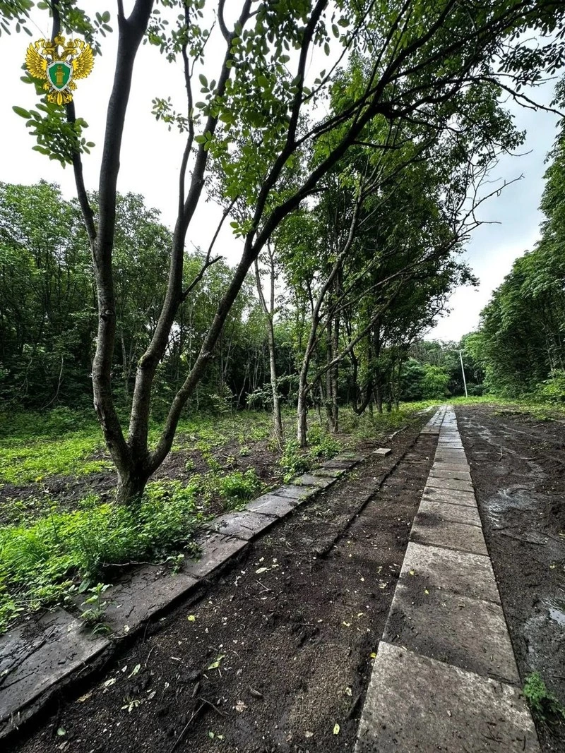 Организация незаконно вырубила лес в Железноводске ради санатория