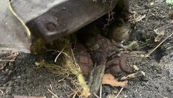 Подсумок времён Великой Отечественной войны найден в лесу Железноводска