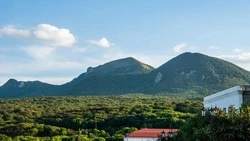 Знак «Осторожно кабаны» установят на въезде в Железноводск