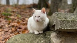 Курортных котов в Железноводске поздравят с наступившим праздником
