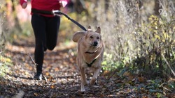Соревнования по бегу с собаками на пересечённой местности впервые пройдут в Железноводске