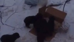 Зоозащитники увезли найденных в Железноводске щенков обратно в лес