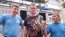 В Железноводске спасли сбежавшего лемура