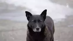 Бастрыкин поручил возбудить дело после нападений собак на людей в Железноводске