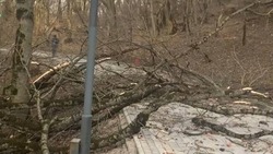 Более десятка деревьев пострадали из-за урагана в Железноводске
