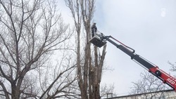 Обрезку деревьев проводят в Железноводске