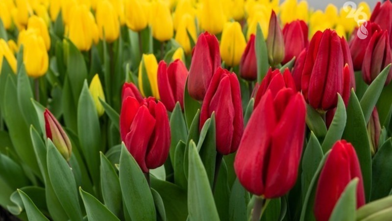Более 50 тысяч тюльпанов высадили в Железноводске