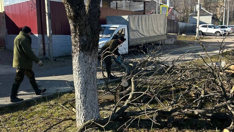 Аварийные деревья обрезают на проспекте Свободы в Железноводске
