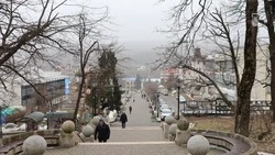 В Железноводске планируют кронировать 5 тыс. деревьев