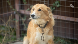 Бастрыкин заинтересовался нападением собак на железноводчанку 