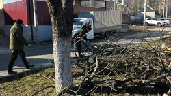 Аварийные деревья обрезают на проспекте Свободы в Железноводске
