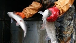 Красная икра неизвестного происхождения поступала в санатории Ставрополья 