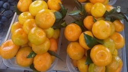 Фестиваль по очистке мандаринов вновь состоится в Железноводске 20 декабря 