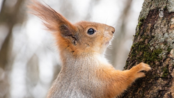 15 белок выпустят в парк Железноводска для увеличения популяции