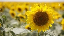 В Ставропольском крае аграрии завершили уборку подсолнечника
