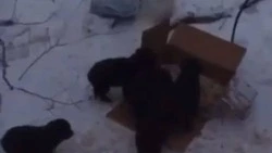 Зоозащитники увезли найденных в Железноводске щенков обратно в лес