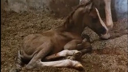 Жеребёнок родился в муниципальной конюшне Железноводска