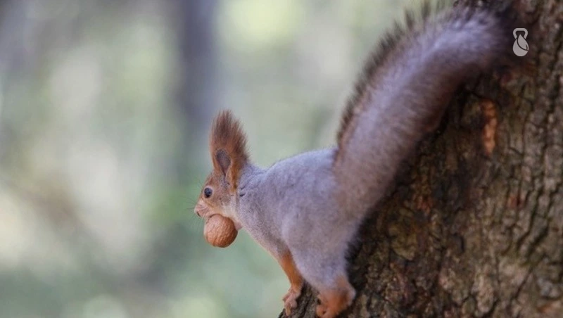 Школьники Железноводска построят домики для белок из дерева и шишек