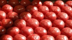 Производство тепличных овощей в Ставропольском крае выросло на 10%