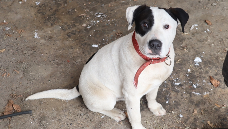 Людей, выбросивших щенков на улицу, нашли в Железноводске