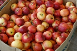 Две сельскохозяйственные ярмарки проведут в Железноводске в декабре  