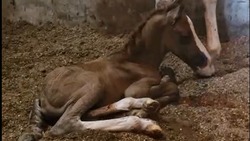 Жеребёнок родился в муниципальной конюшне Железноводска