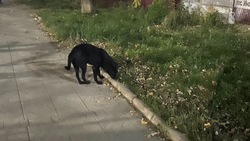 Бездомные собаки наводнили посёлок Иноземцево и Железноводск