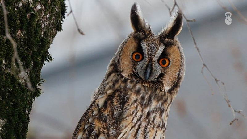 Совы стали чаще гнездиться в Железноводске