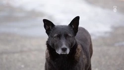 Следком проводит проверку после нападения бездомных собак на железноводчан