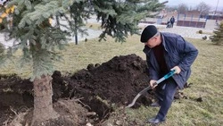 Шестиметровую ель пересадили из-за ремонта дороги в Железноводске