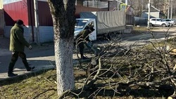 Аварийные деревья обрезают на проспекте Свободы в Железноводске