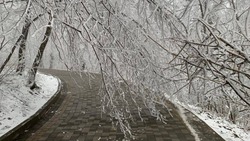 Терренкур в Железноводске снова закрыли из-за сезонного обледенения деревьев