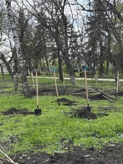 Благодаря акции «Сад памяти» 80 деревьев высадили в Железноводске