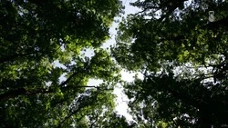 Запрет на пребывание в лесах продлили на Ставрополье до 29 августа