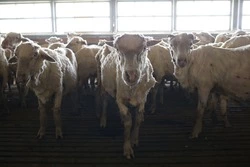 Производители ставропольской шерсти поставят продукцию в Республику Беларусь