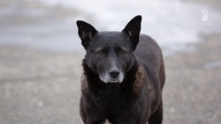 Глава Железноводска призвал горожан не выбрасывать питомцев на улицу