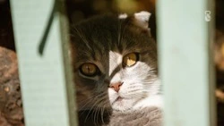 Сотрудница Госавтоинспекции Железноводска помогла достать котёнка с дерева