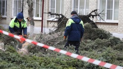Буря уничтожила 13 ценных деревьев в Железноводске
