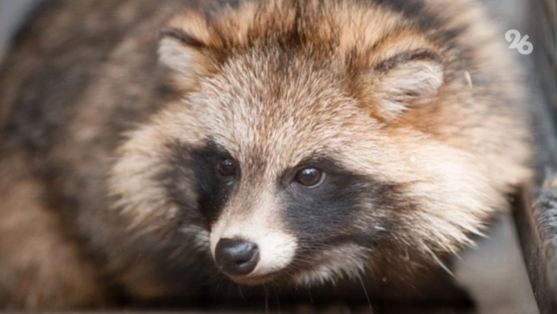 Еноты облюбовали трубы с тёплой водой в Железноводске