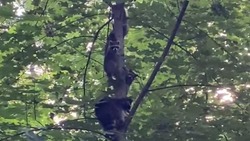 Семья енотов обустраивается в Курортном парке Железноводска
